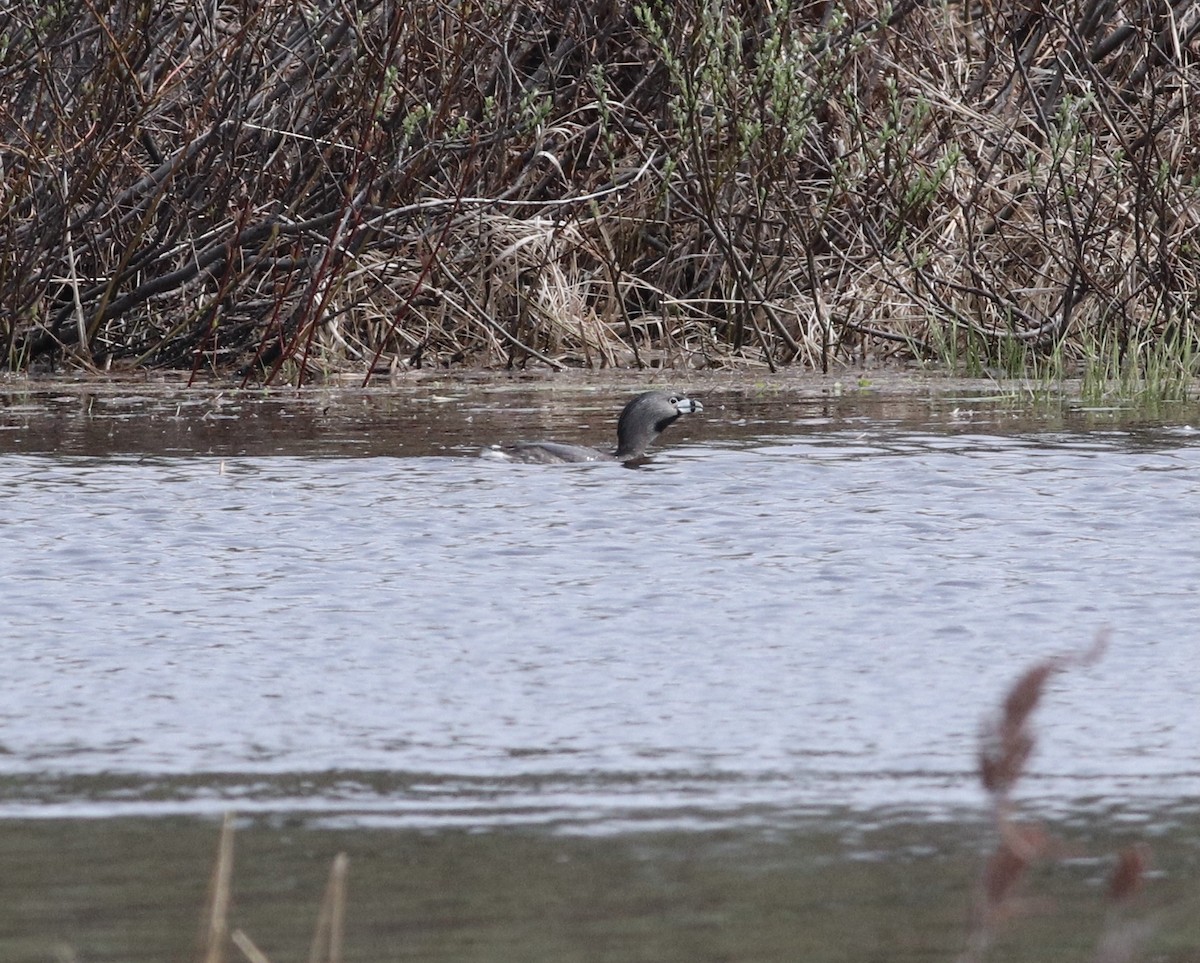 Pied-billed Grebe - ML574623281