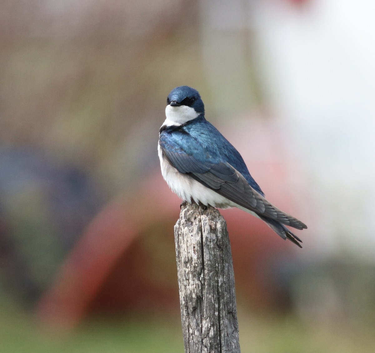 Tree Swallow - ML574623851