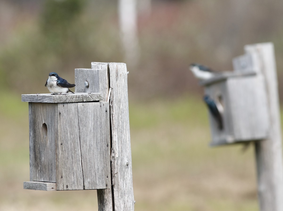 Tree Swallow - ML574623881