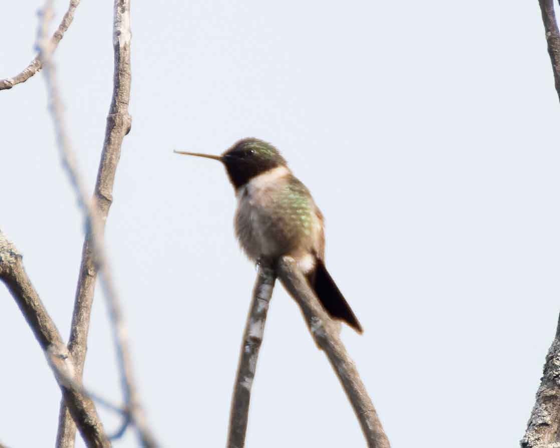 Colibri à gorge rubis - ML574625121