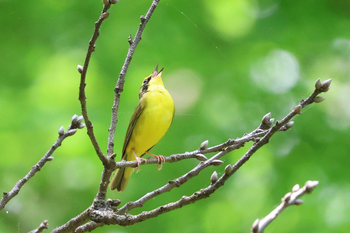 Kentucky Warbler - Judith Birkel