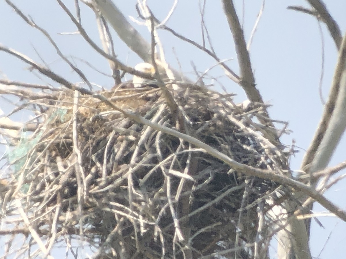 Bald Eagle - ML574627751