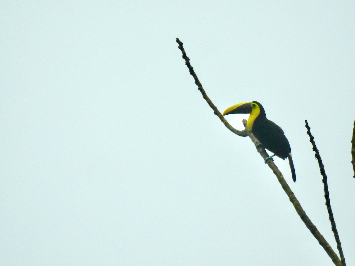 Yellow-throated Toucan - ML574629391