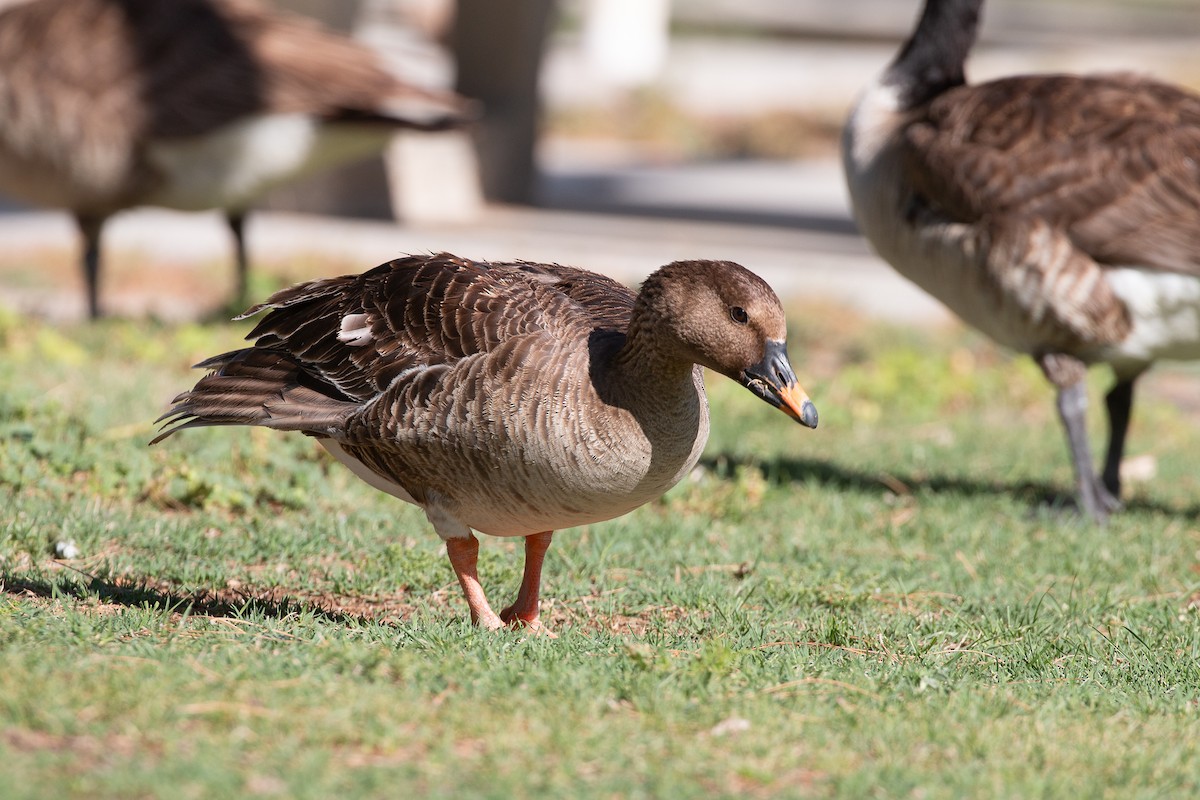 Tundra Bean-Goose - ML574629471