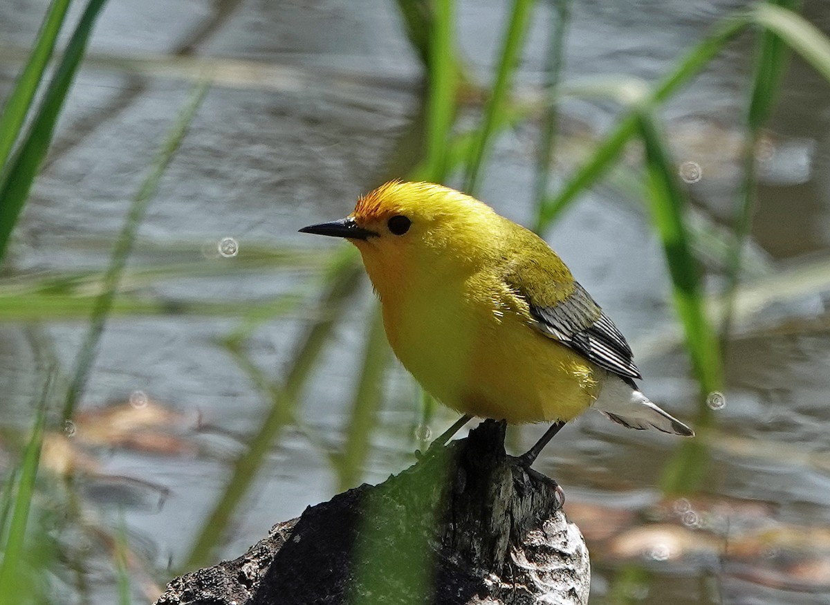 Prothonotary Warbler - Noreen Rudd
