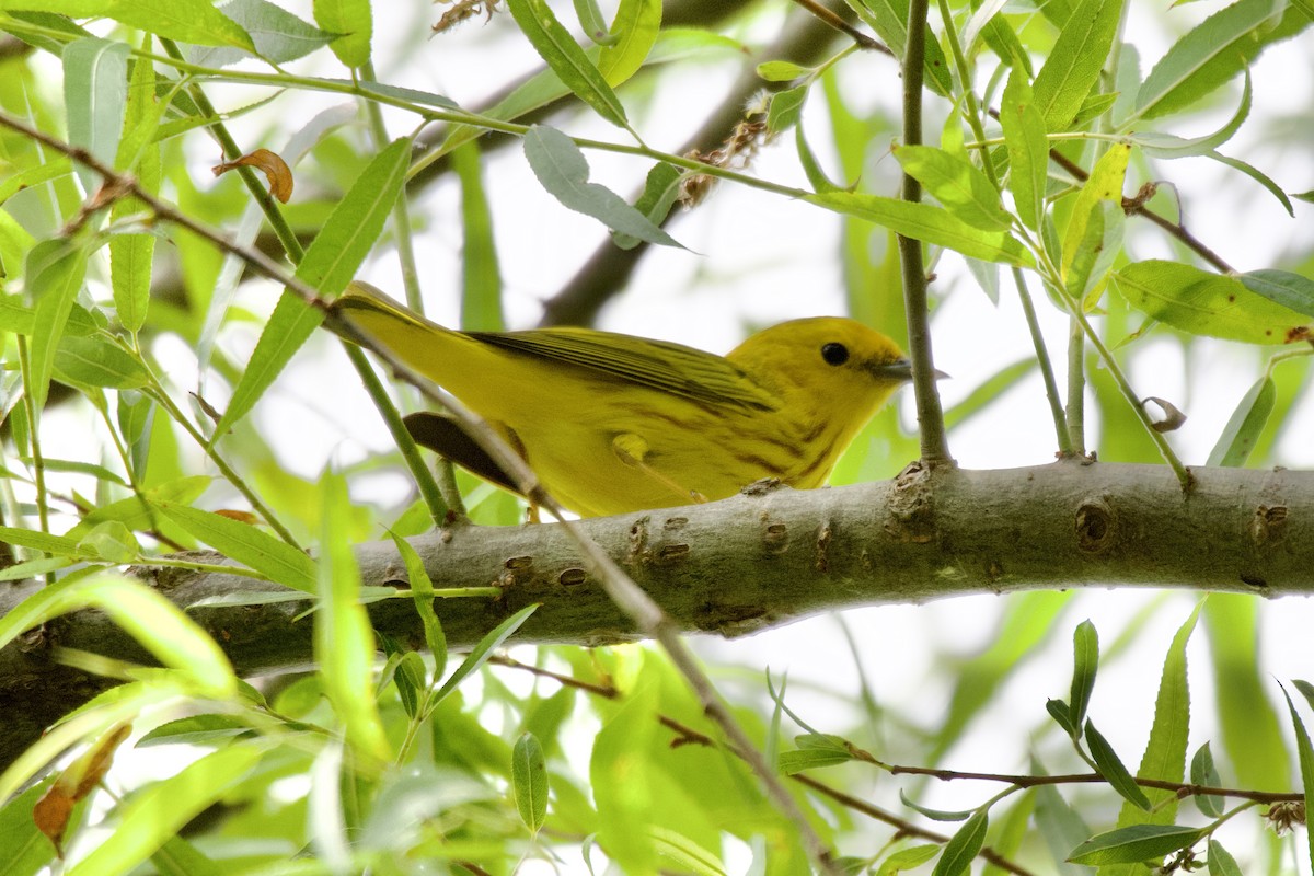 Yellow Warbler - Jin Bai