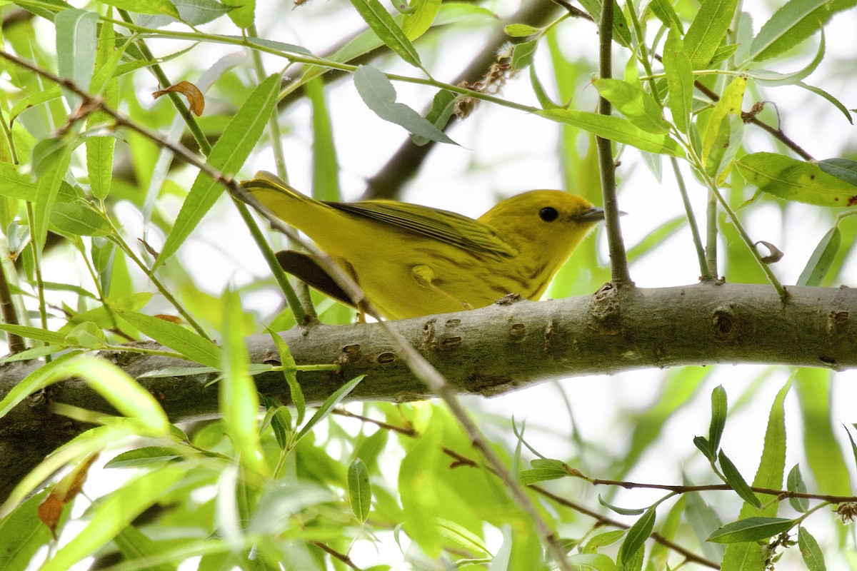 Yellow Warbler - Jin Bai