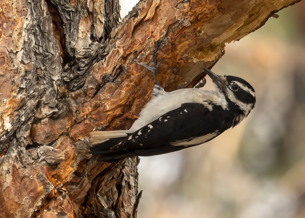 Hairy Woodpecker - ML574632411