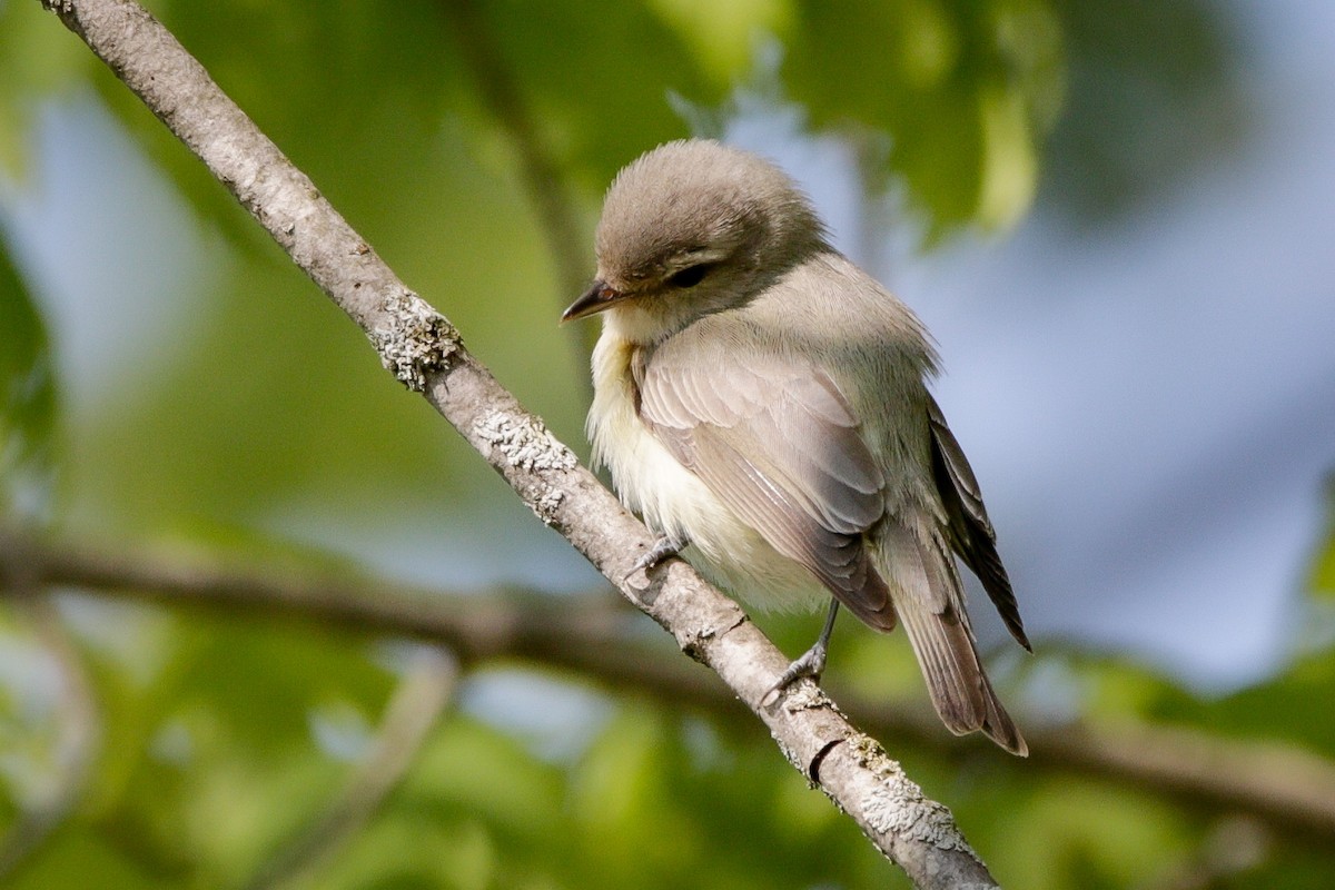 Warbling Vireo - ML574632661