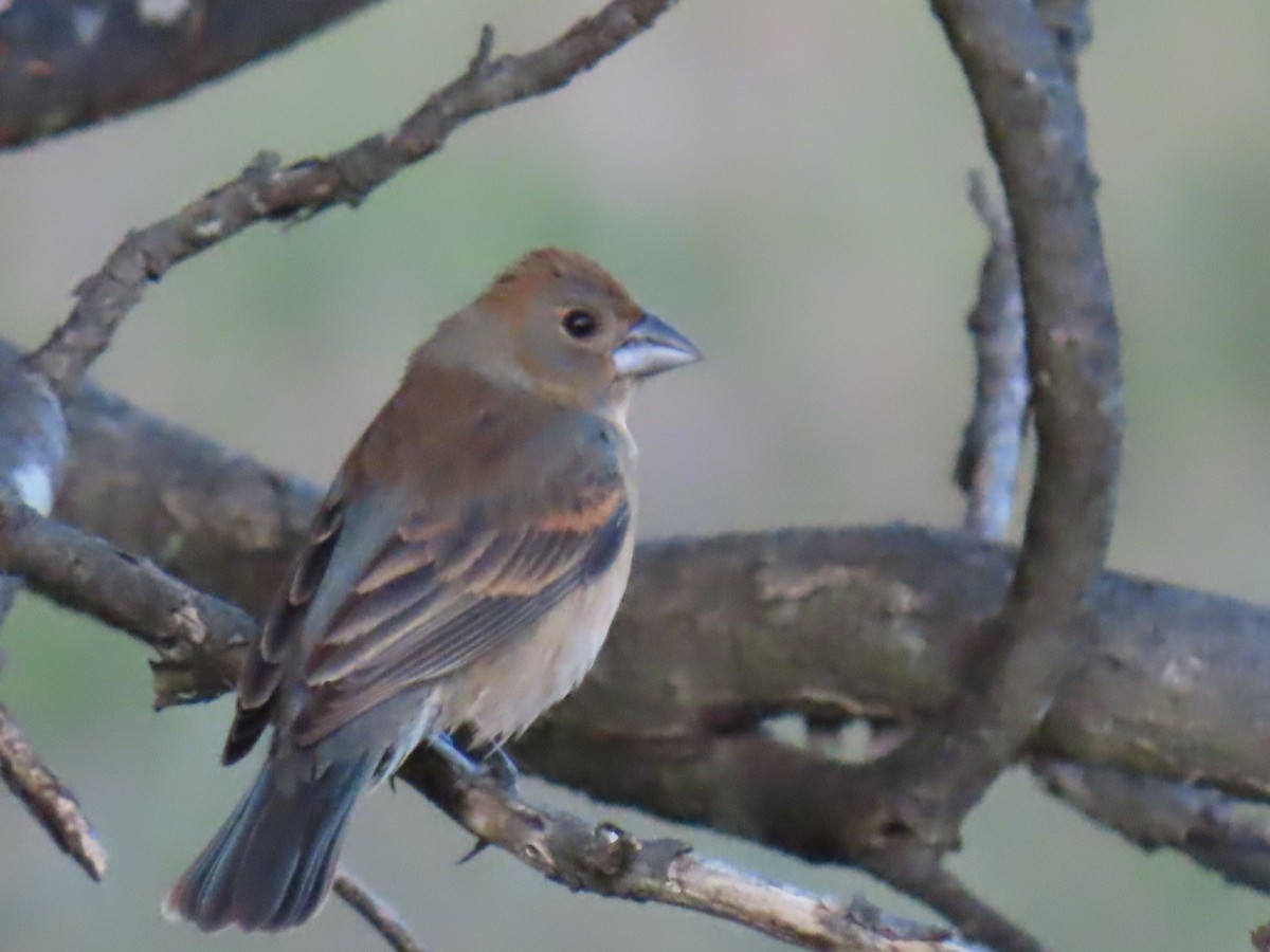 Blue Grosbeak - Bruce Murray