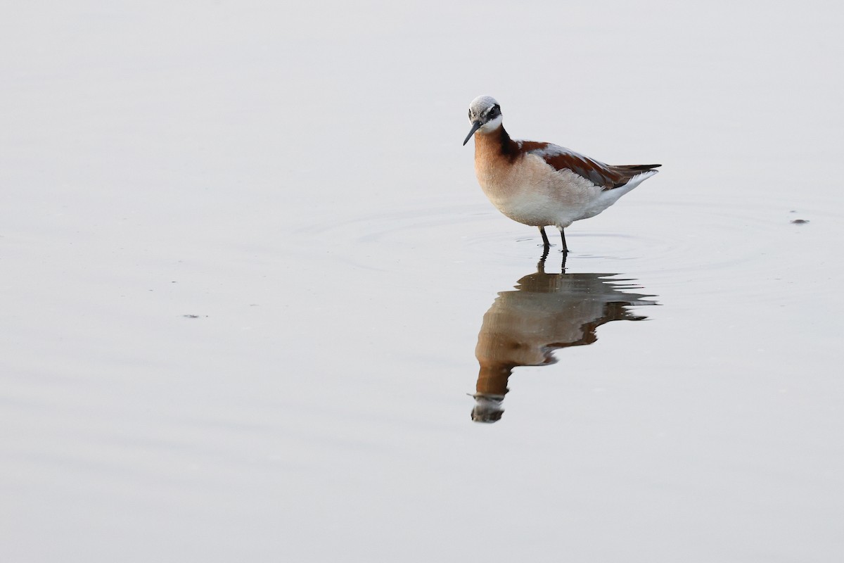 Wilson's Phalarope - ML574634961