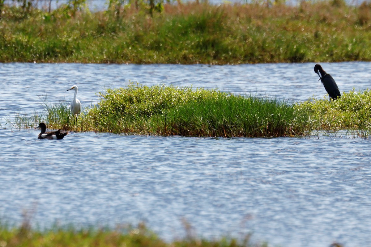 American Wigeon - ML574635511