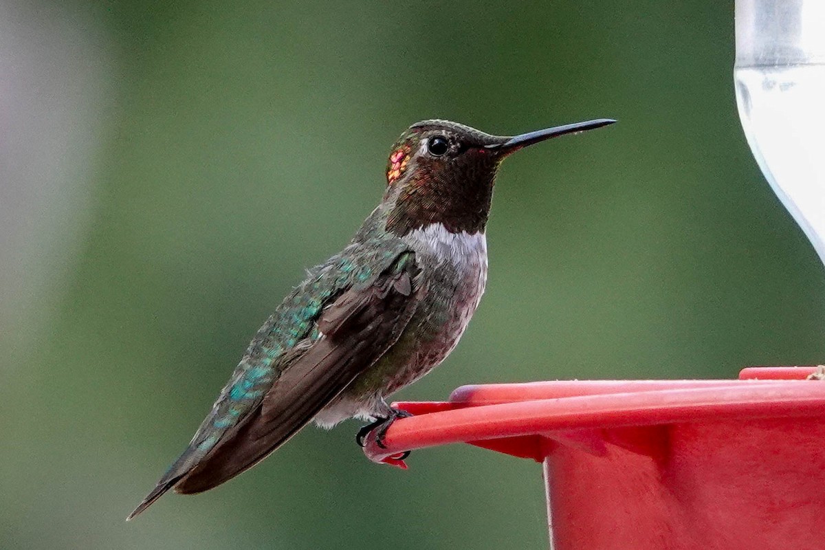 Black-chinned Hummingbird - ML574635561