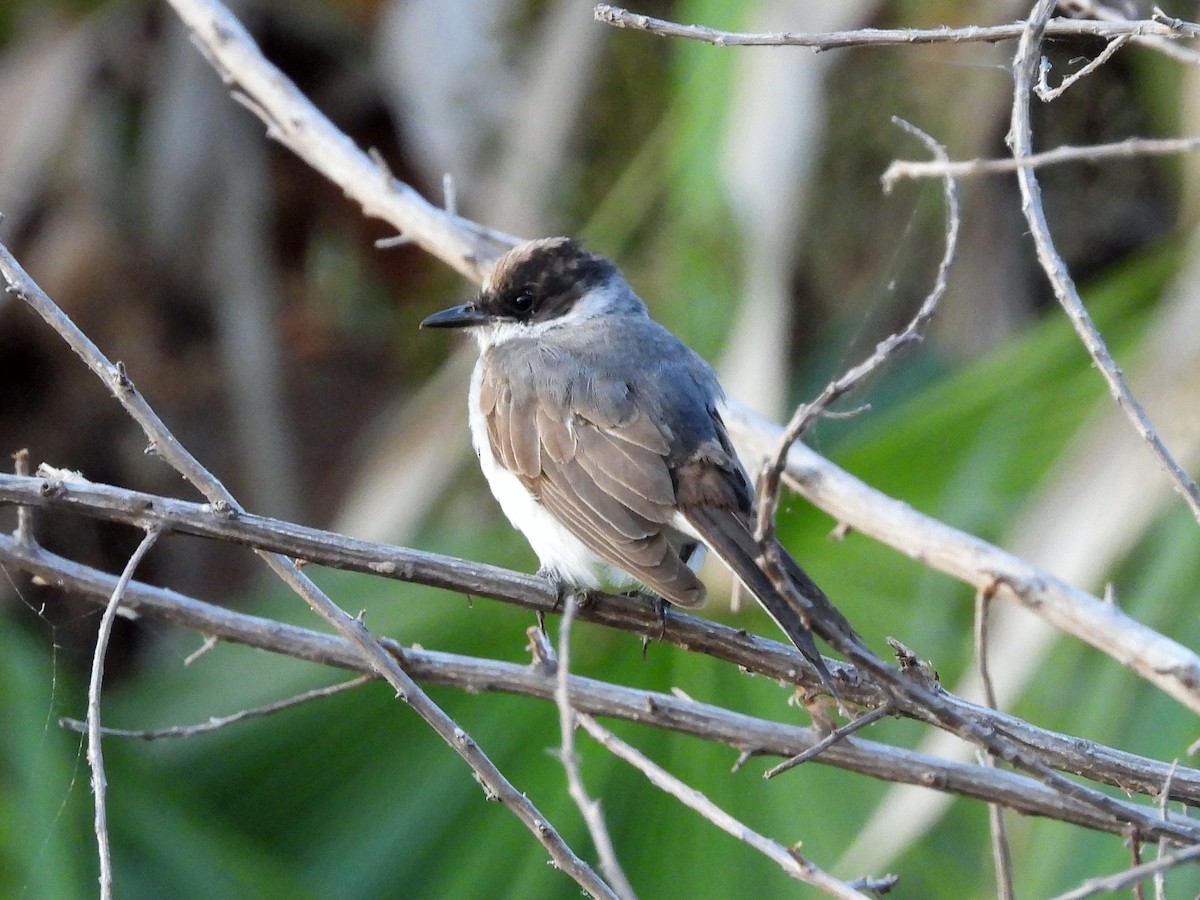 Fork-tailed Flycatcher - ML574636381