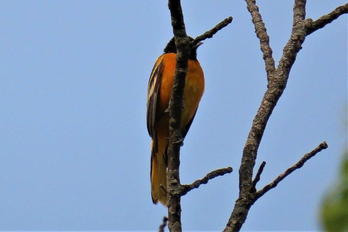 Baltimore Oriole - ML574638381