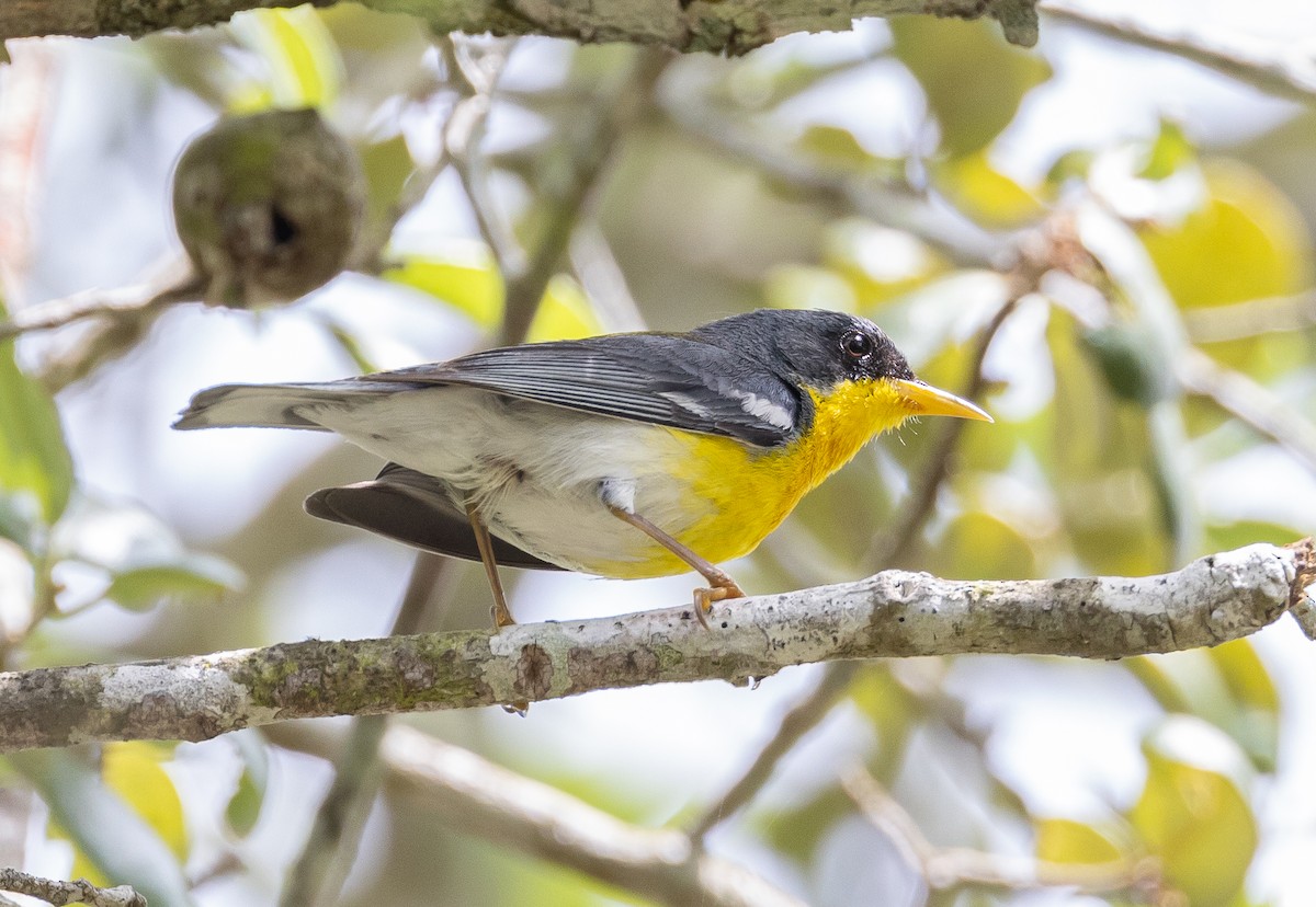 Tropical Parula - ML574638571