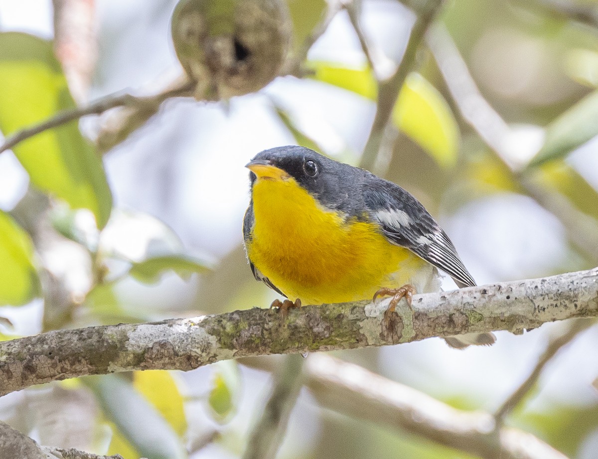 Tropical Parula - ML574638581