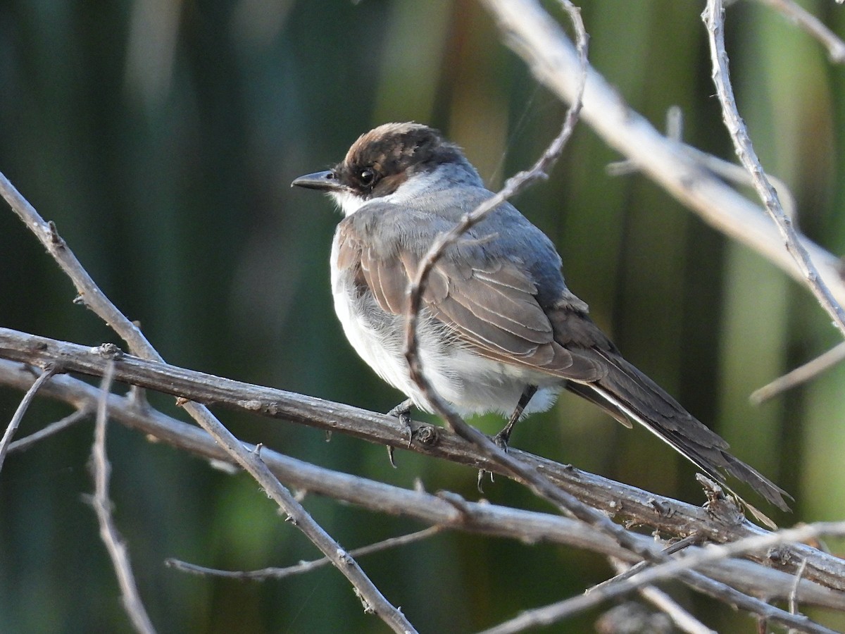 Fork-tailed Flycatcher - ML574640621