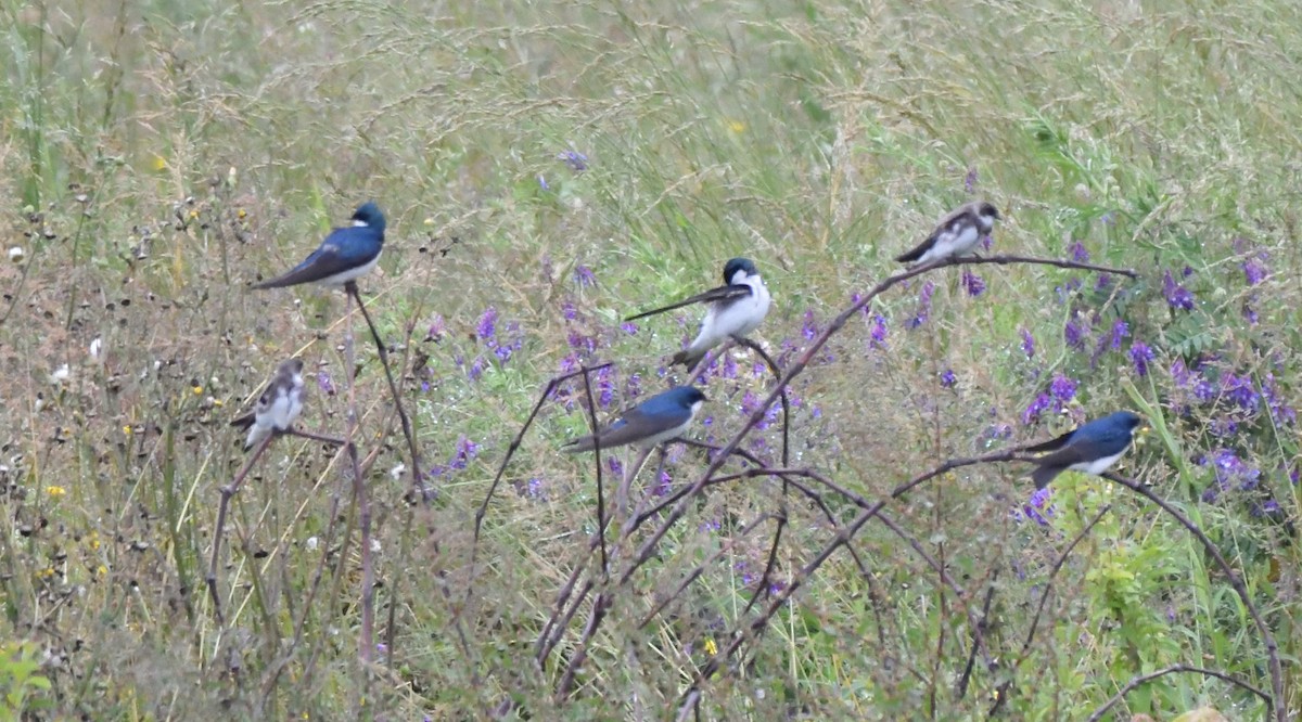 Bank Swallow - ML574640751