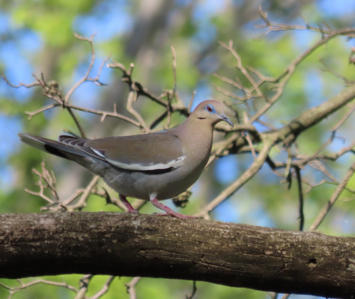 White-winged Dove - Jim Springer