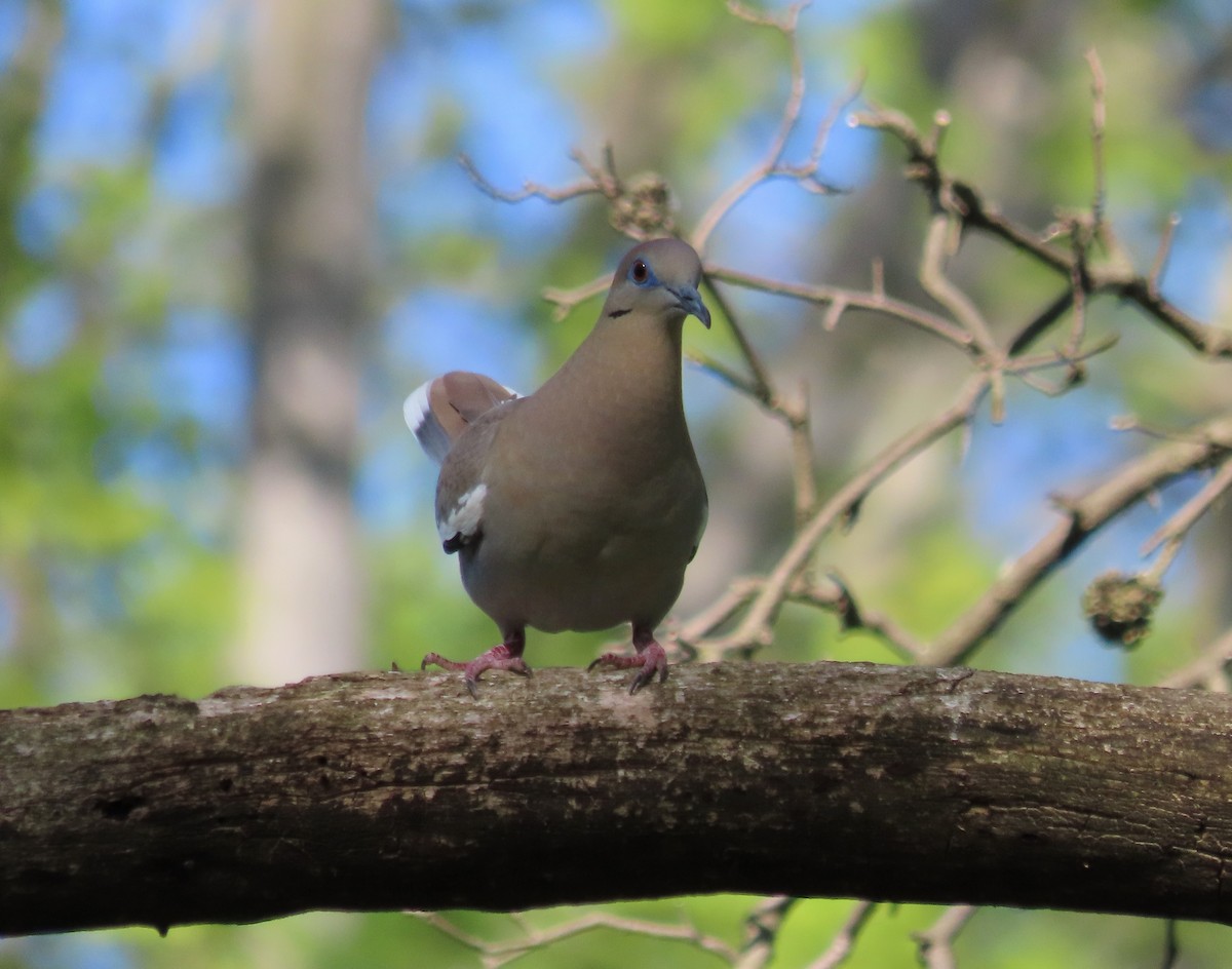 White-winged Dove - ML574641061