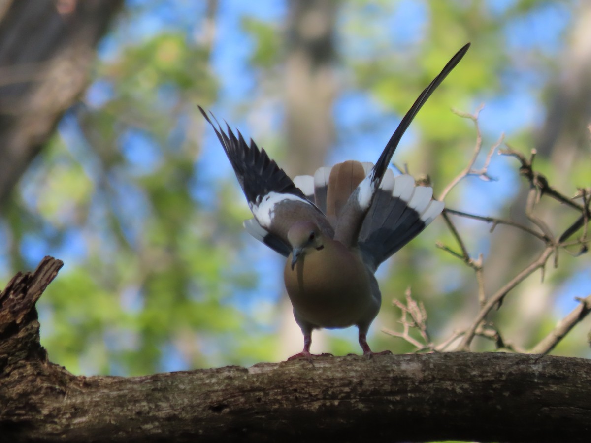 White-winged Dove - ML574641071