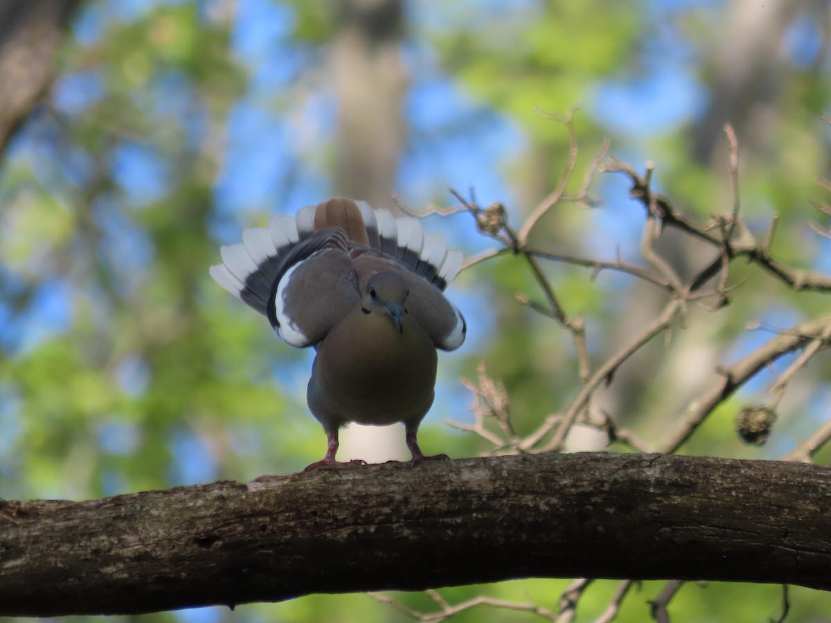 White-winged Dove - ML574641081