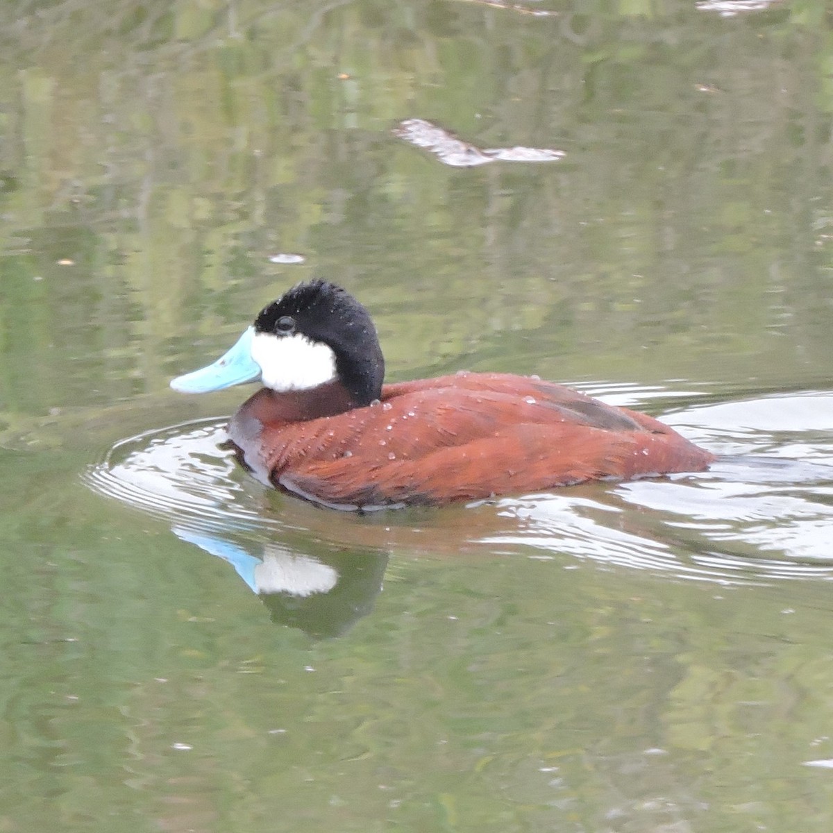 Ruddy Duck - ML574643091