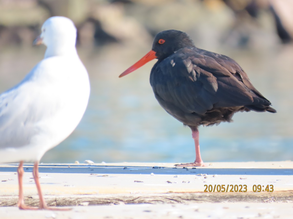 Sooty Oystercatcher - ML574643651