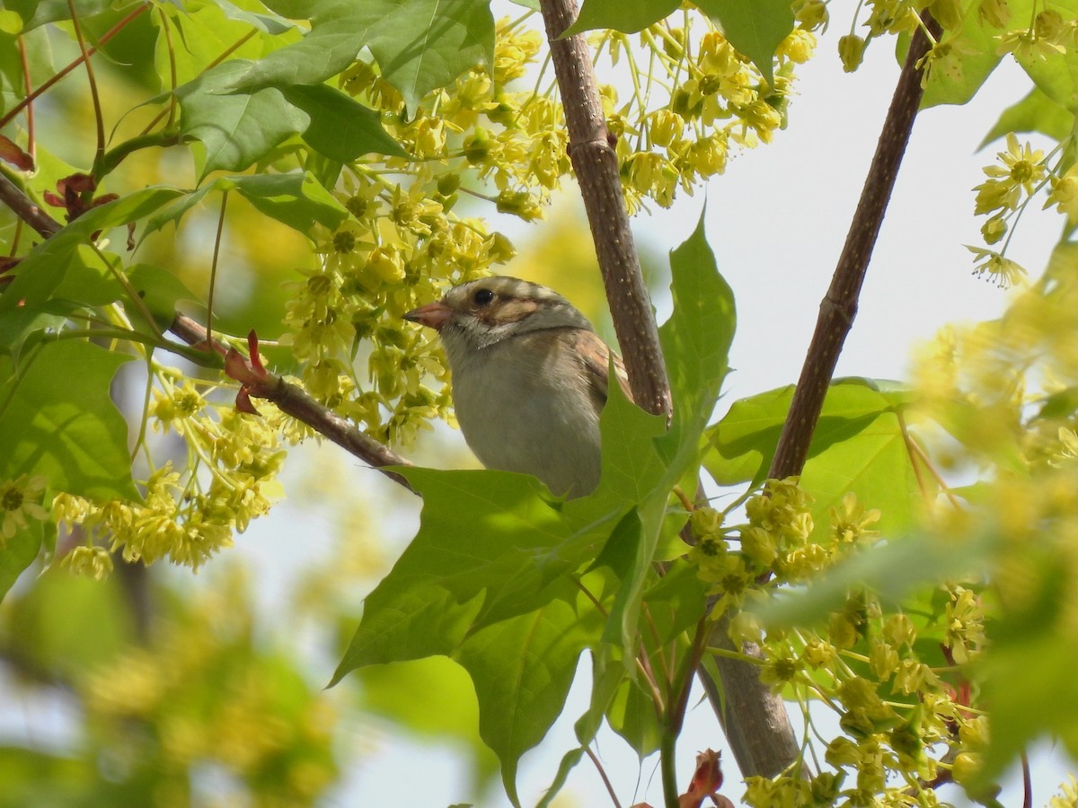 Clay-colored Sparrow - ML574643961