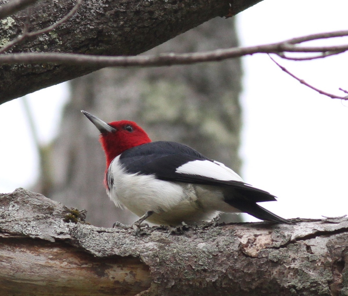 Red-headed Woodpecker - ML57464441