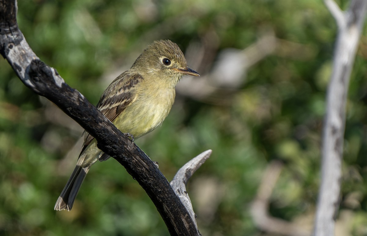 Western Flycatcher (Pacific-slope) - ML574644591