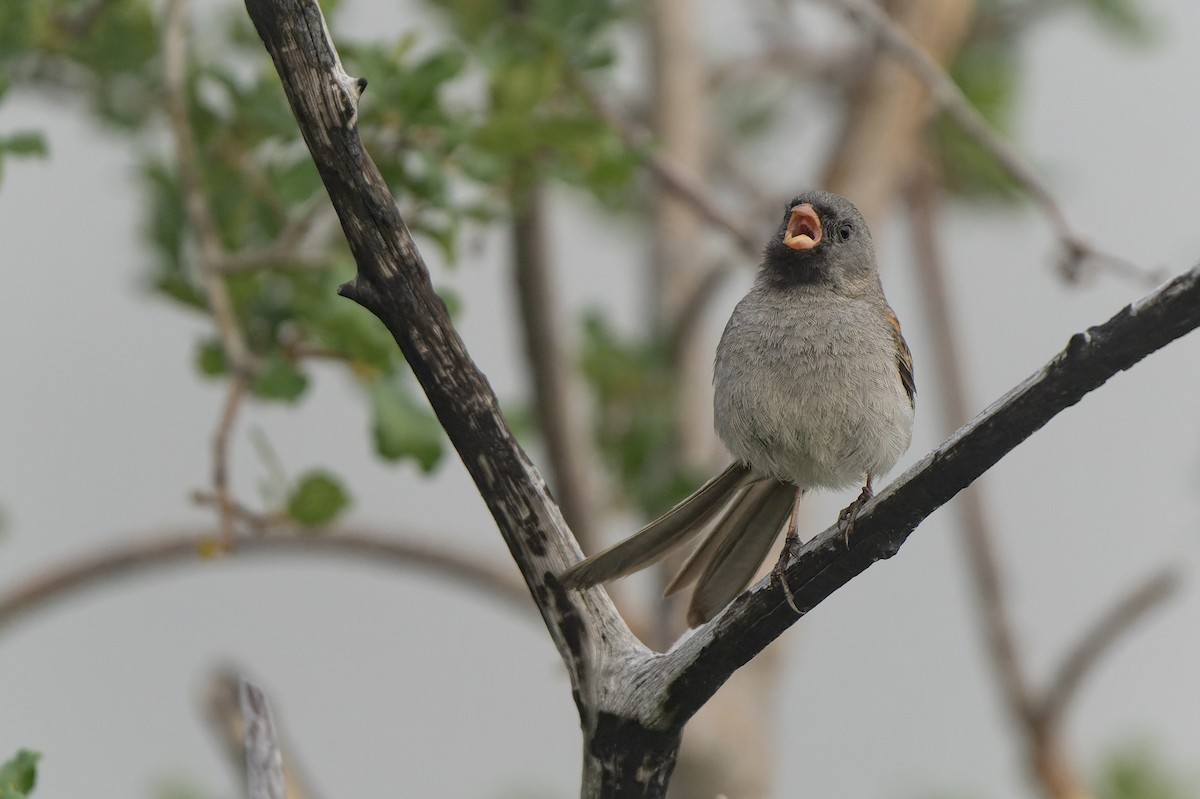 Black-chinned Sparrow - ML574644961