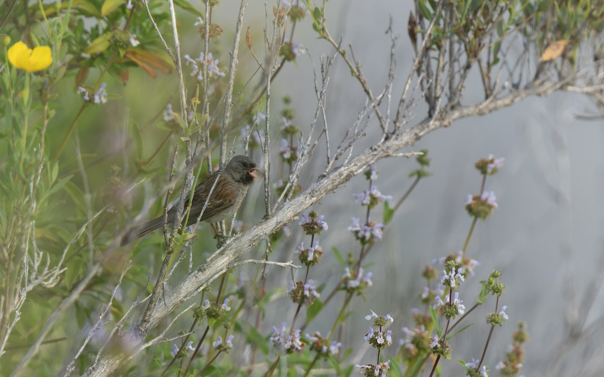 Black-chinned Sparrow - ML574645011