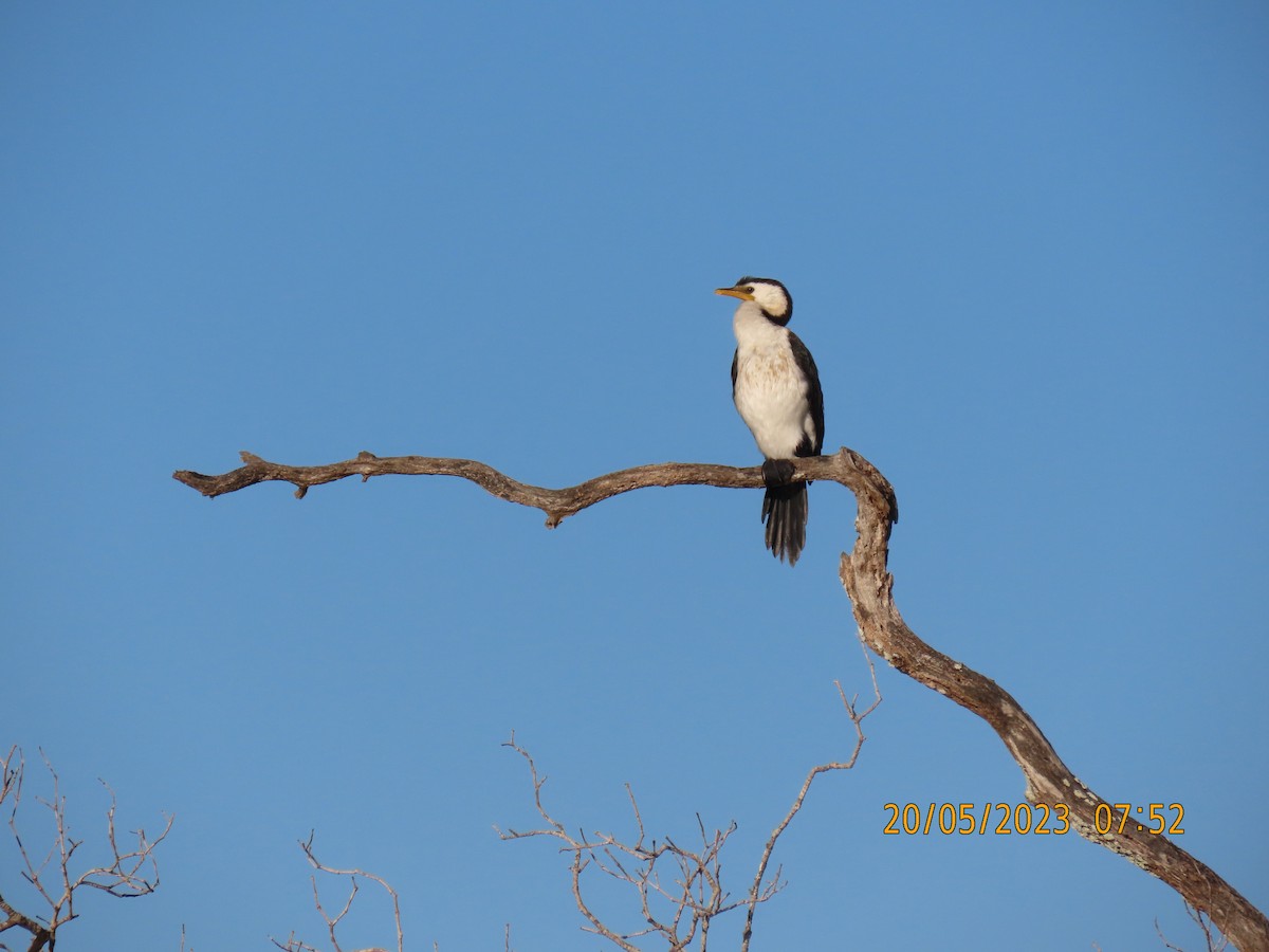 Cormorán Piquicorto - ML574645191