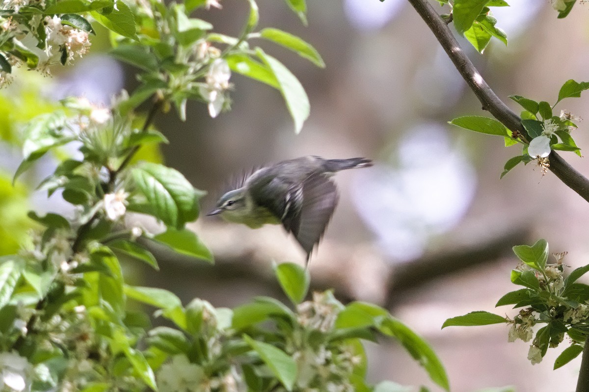 Cerulean Warbler - Luis Agosto