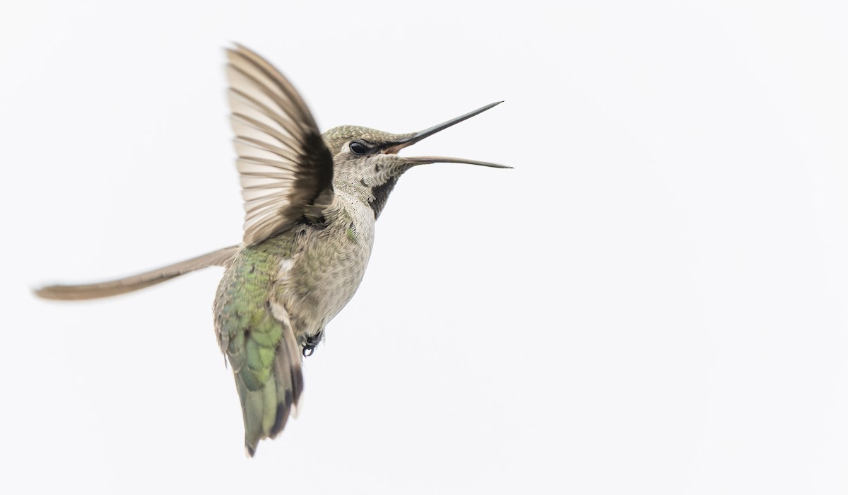 Anna's Hummingbird - Marky Mutchler