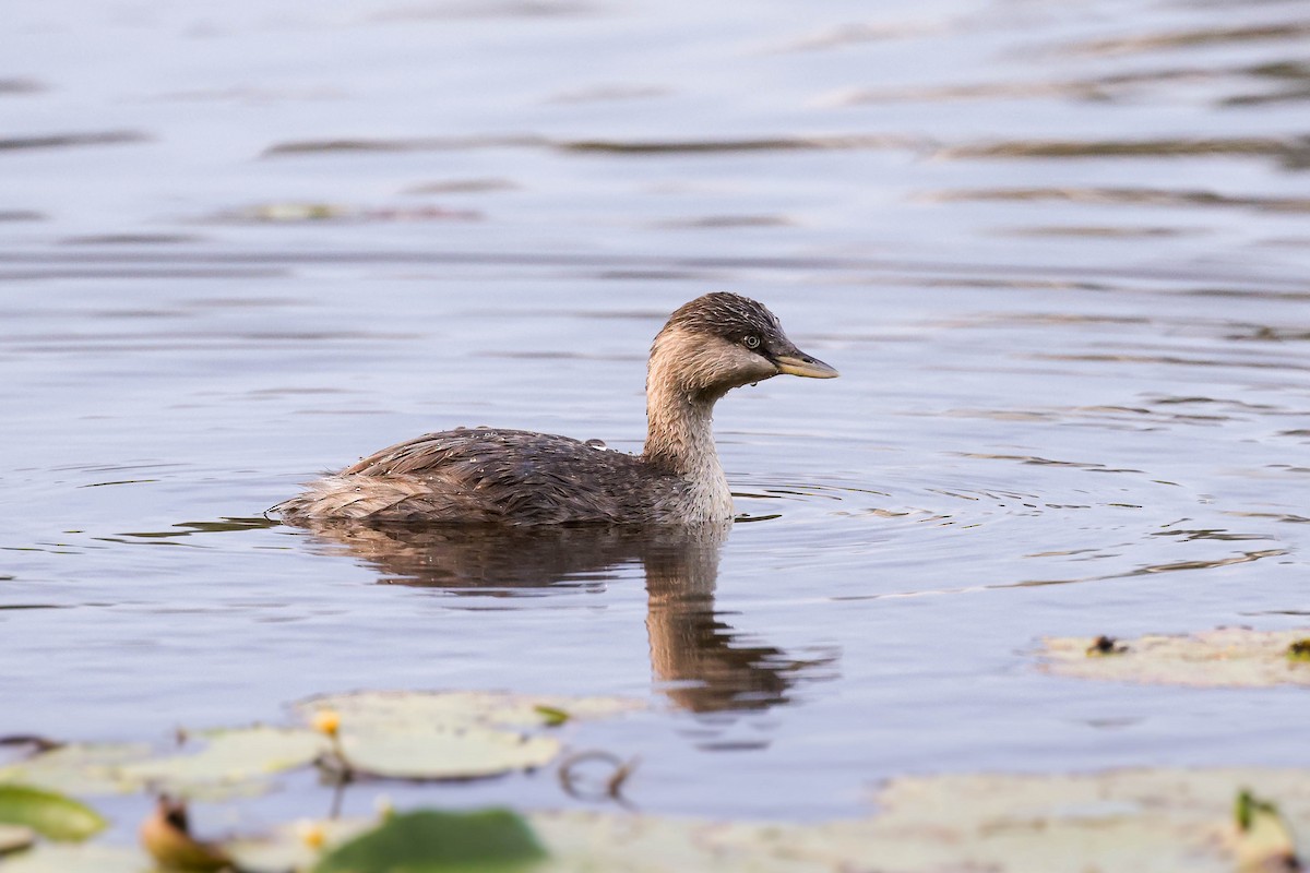 Hoary-headed Grebe - ML574648491