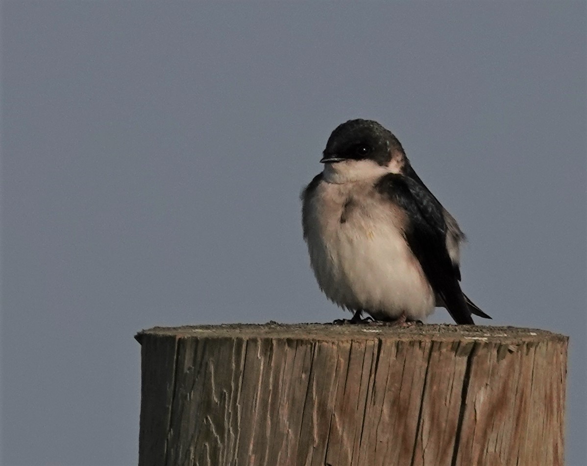 Tree Swallow - Diane Stinson