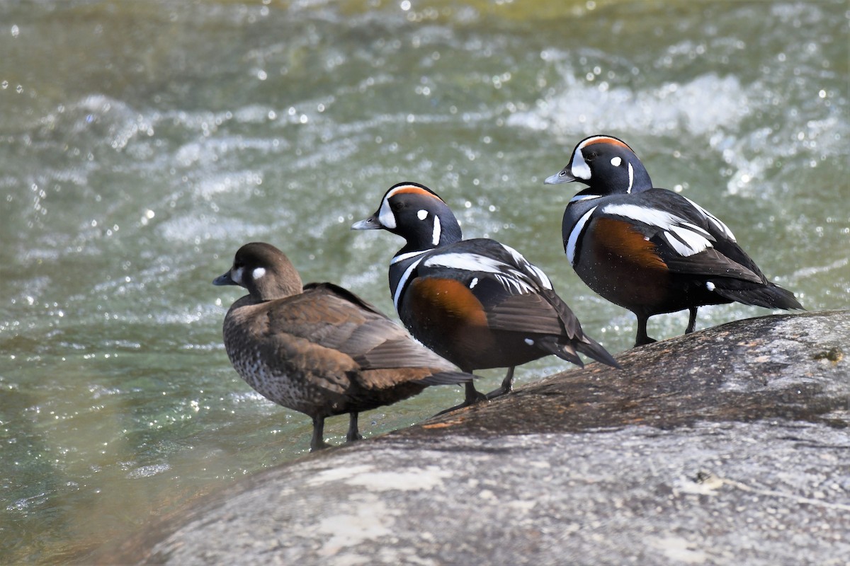 Harlequin Duck - ML574650271