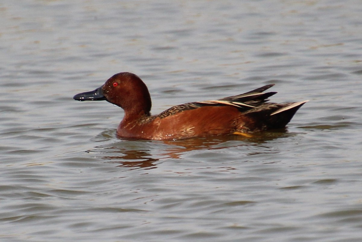 Cinnamon Teal - Elaine Cassidy