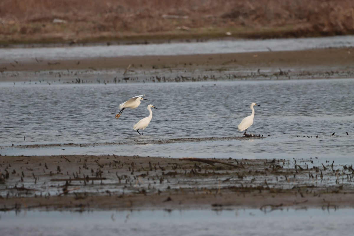 Snowy Egret - ML574652251