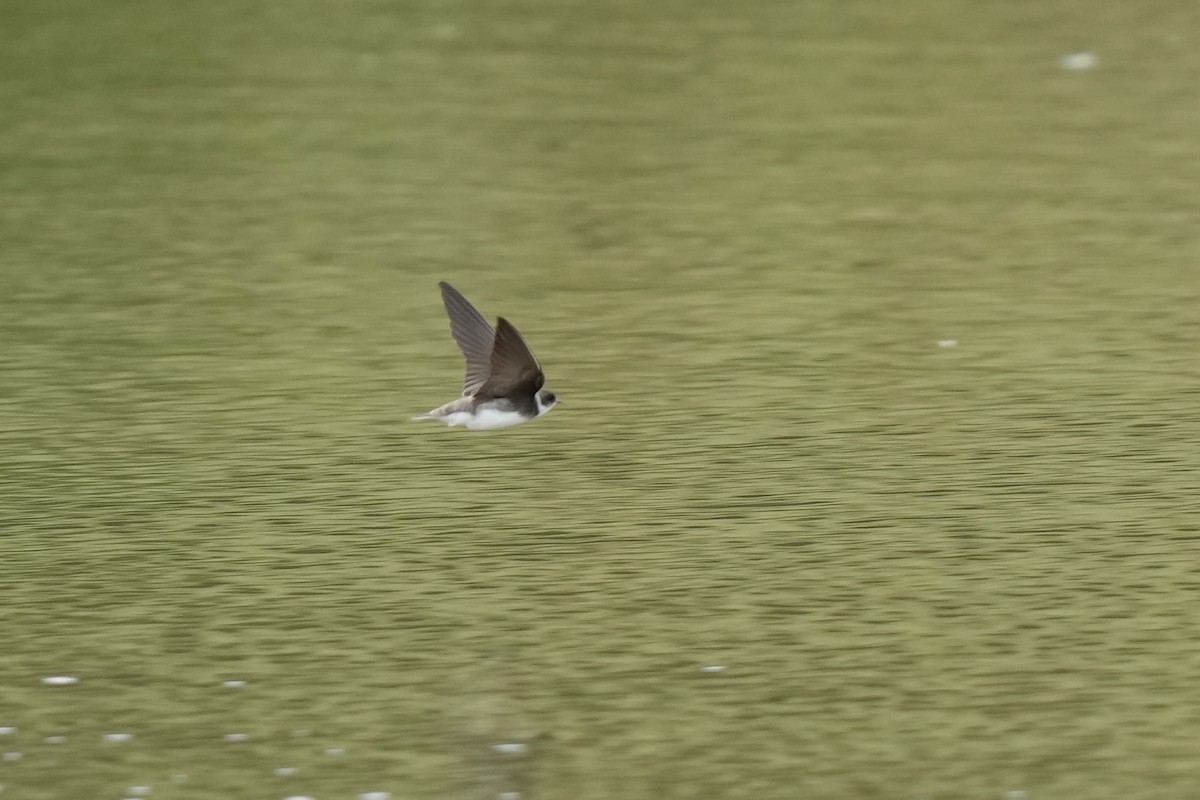 Bank Swallow - ML574652291