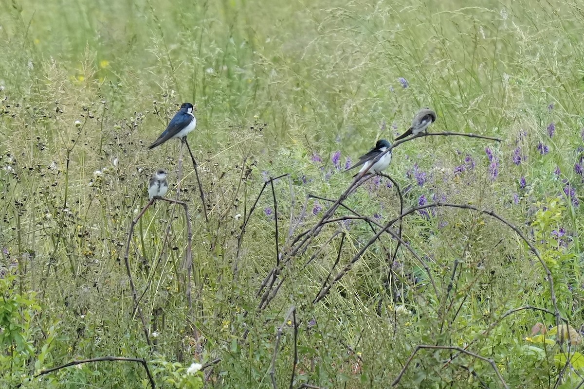 Bank Swallow - ML574652301