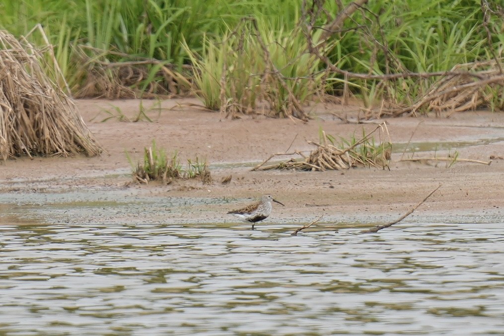 Dunlin - ML574653541