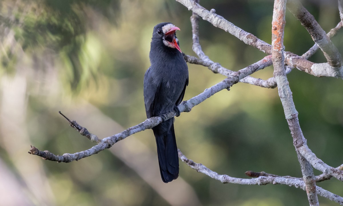 White-fronted Nunbird (White-fronted) - ML574656691