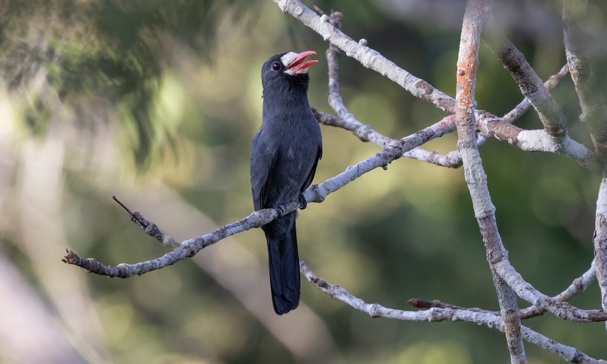 White-fronted Nunbird (White-fronted) - ML574656701