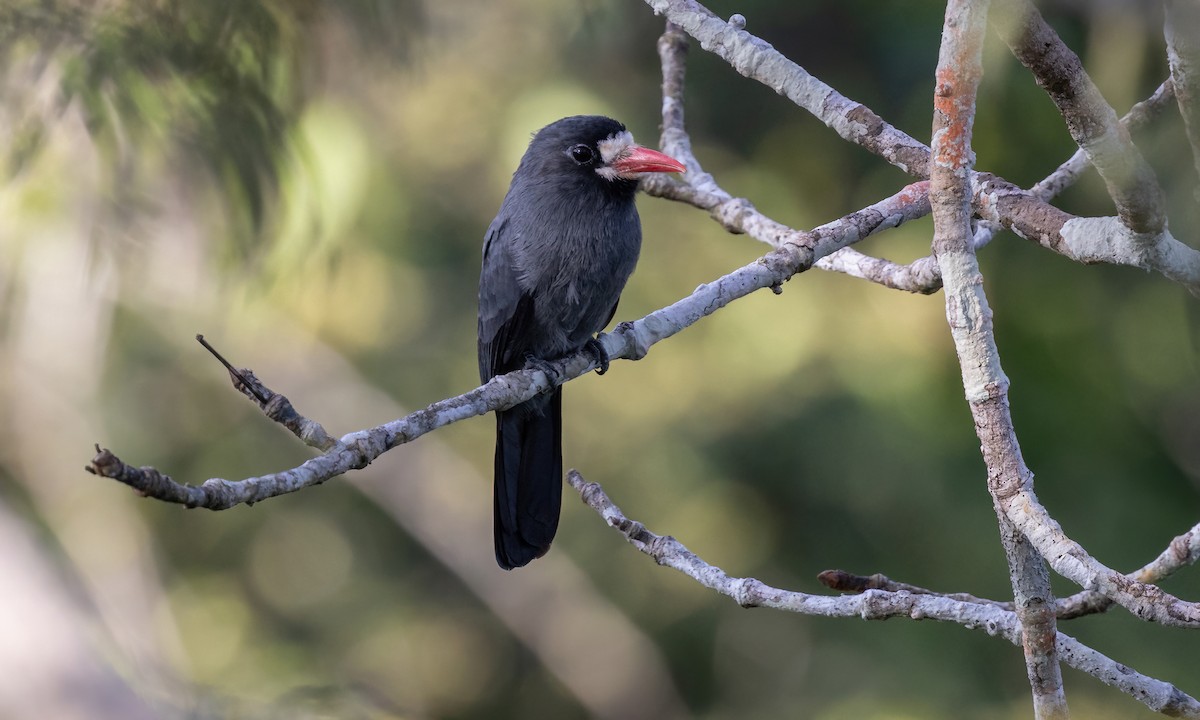 White-fronted Nunbird (White-fronted) - Paul Fenwick