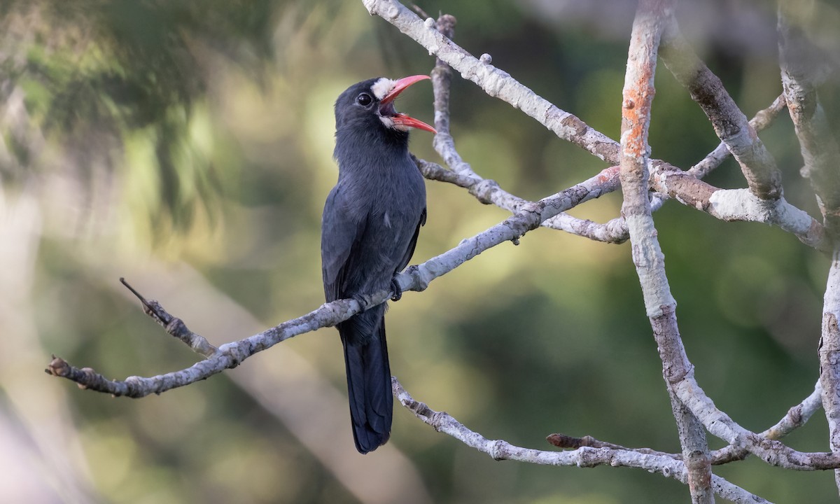 White-fronted Nunbird (White-fronted) - Paul Fenwick