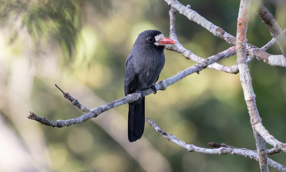 White-fronted Nunbird (White-fronted) - ML574656731